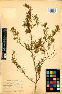 Larix sibirica Ledeb., Siberia, Baikal & Transbaikal region (S4) (Russia)