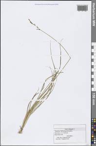 Carex elongata L., Eastern Europe, Middle Volga region (E8) (Russia)