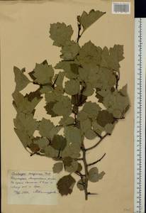 Crataegus sanguinea Pall., Eastern Europe, Eastern region (E10) (Russia)