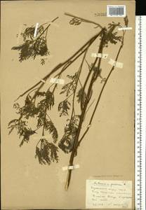 Artemisia abrotanum L., Eastern Europe, South Ukrainian region (E12) (Ukraine)