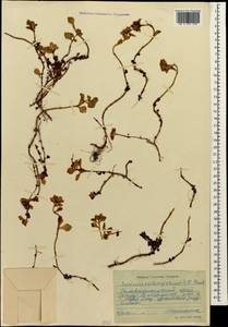 Phedimus stolonifer (S. G. Gmel.) 't Hart, Caucasus, Stavropol Krai, Karachay-Cherkessia & Kabardino-Balkaria (K1b) (Russia)