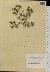 Ceratocarpus arenarius L., Siberia, Western Siberia (S1) (Russia)