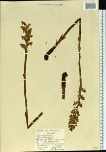 Orobanche alsatica subsp. libanotidis (Ruprecht) Pusch, Eastern Europe, Middle Volga region (E8) (Russia)