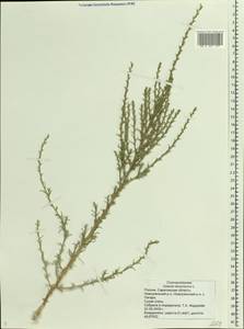 Salsola tamariscina Pall., Eastern Europe, Lower Volga region (E9) (Russia)