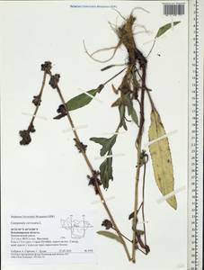 Campanula cervicaria L., Eastern Europe, Central region (E4) (Russia)