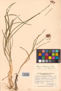 Allium splendens subsp. insulare Vorosch., Siberia, Russian Far East (S6) (Russia)
