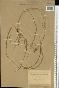 Lolium perenne L., Eastern Europe, Rostov Oblast (E12a) (Russia)