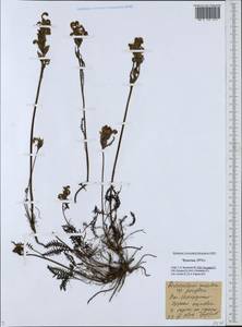 Pedicularis sudetica subsp. pacifica Hultén, Siberia, Chukotka & Kamchatka (S7) (Russia)