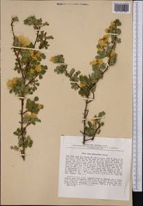 Rosa platyacantha Schrenk, Middle Asia, Northern & Central Tian Shan (M4) (Kazakhstan)