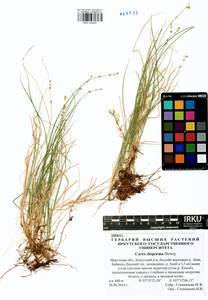 Carex disperma Dewey, Siberia, Baikal & Transbaikal region (S4) (Russia)