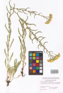 Achillea arabica Kotschy, Eastern Europe, Lower Volga region (E9) (Russia)