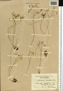 Ornithogalum orthophyllum subsp. kochii (Parl.) Zahar., Eastern Europe, Moldova (E13a) (Moldova)