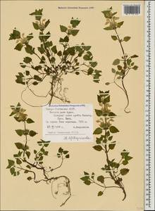 Lamium tomentosum Willd., Caucasus, North Ossetia, Ingushetia & Chechnya (K1c) (Russia)