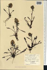 Pedicularis sudetica Willd., Siberia, Western Siberia (S1) (Russia)