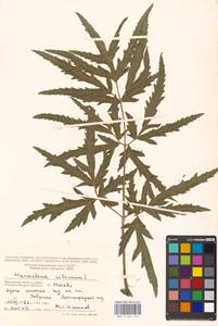 Heracleum sphondylium subsp. sibiricum (L.) Simonk., Eastern Europe, Moscow region (E4a) (Russia)