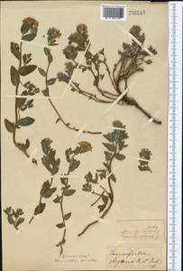 Tournefortia sibirica L., Middle Asia, Northern & Central Kazakhstan (M10) (Kazakhstan)