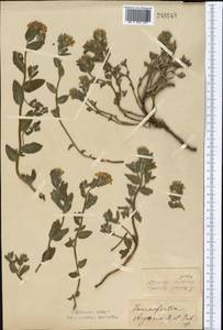 Heliotropium sibiricum (L.) J.I.M.Melo, Middle Asia, Northern & Central Kazakhstan (M10) (Kazakhstan)