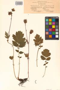 Geum rivale L., Eastern Europe, North-Western region (E2) (Russia)