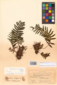 Polypodium vulgare L., Siberia, Russian Far East (S6) (Russia)