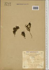 Ajuga chamaepitys subsp. chia (Schreb.) Arcang., Caucasus, Georgia (K4) (Georgia)