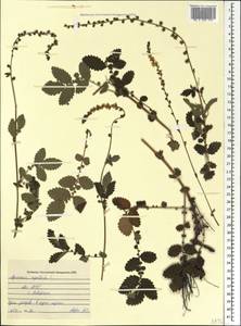 Agrimonia eupatoria L., Caucasus, Abkhazia (K4a) (Abkhazia)
