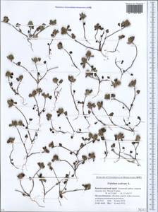 Trifolium scabrum L., Caucasus, Krasnodar Krai & Adygea (K1a) (Russia)