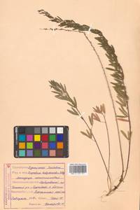 Lespedeza juncea (L.f.) Pers., Siberia, Russian Far East (S6) (Russia)