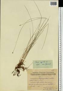 Carex capitata Sol., Eastern Europe, Eastern region (E10) (Russia)