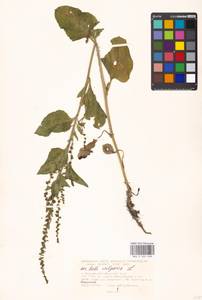 Beta vulgaris L., Eastern Europe, Moscow region (E4a) (Russia)