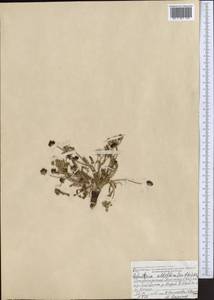 Schulzia albiflora (Kar. & Kir.) Popov, Middle Asia, Dzungarian Alatau & Tarbagatai (M5) (Kazakhstan)