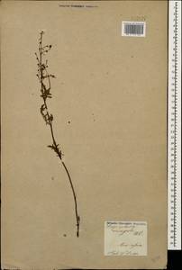 Scrophularia variegata M. Bieb., Caucasus, Armenia (K5) (Armenia)