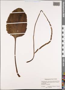 Plantago japonica Franch. & Sav., Siberia, Russian Far East (S6) (Russia)