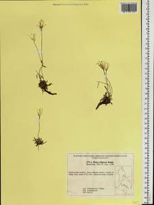 Braya siliquosa Bunge, Siberia, Russian Far East (S6) (Russia)