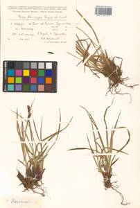 Carex flavocuspis Franch. & Sav., Siberia, Russian Far East (S6) (Russia)