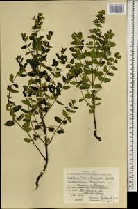 Nepeta lophanthus (L.) Fisch. ex Loew, Mongolia (MONG) (Mongolia)