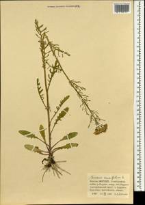 Jacobaea erucifolia subsp. erucifolia, Mongolia (MONG) (Mongolia)
