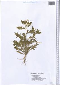 Hyoscyamus pusillus L., Middle Asia, Caspian Ustyurt & Northern Aralia (M8) (Kazakhstan)