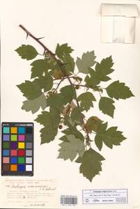 Crataegus nigra Waldst. & Kit., Eastern Europe, Moscow region (E4a) (Russia)