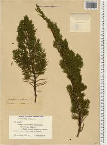 Juniperus sabina L., Caucasus, North Ossetia, Ingushetia & Chechnya (K1c) (Russia)