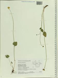 Parnassia palustris L., Eastern Europe, Central region (E4) (Russia)