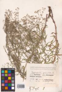 Gypsophila paniculata L., Eastern Europe, Central forest-and-steppe region (E6) (Russia)