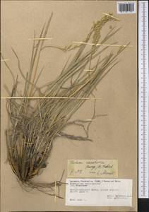 Festuca karatavica (Bunge) B.Fedtsch., Middle Asia, Pamir & Pamiro-Alai (M2) (Tajikistan)