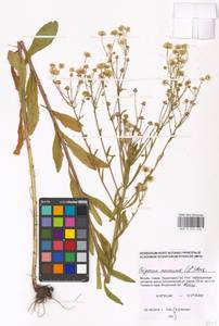 Erigeron annuus (L.) Pers., Eastern Europe, Moscow region (E4a) (Russia)