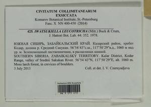 Iwatsukiella leucotricha (Mitt.) W.R. Buck & H.A. Crum, Bryophytes, Bryophytes - Baikal & Transbaikal regions (B18) (Russia)