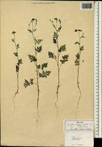 Torilis leptophylla (L.) Rchb. fil., South Asia, South Asia (Asia outside ex-Soviet states and Mongolia) (ASIA) (Turkey)
