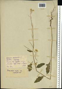 Brassica rapa subsp. oleifera (DC.) Metzg., Eastern Europe, Eastern region (E10) (Russia)