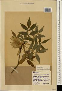 Fraxinus excelsior subsp. coriariifolia (Scheele) A.E.Murray, Crimea (KRYM) (Russia)
