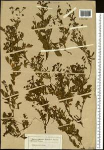 Sibbaldianthe bifurca (L.) Kurtto & T. Erikss., Siberia (no precise locality) (S0) (Russia)