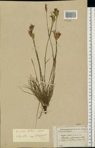 Dianthus borbasii, Eastern Europe, Central forest-and-steppe region (E6) (Russia)