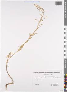 Atriplex cana Ledeb., Eastern Europe, Middle Volga region (E8) (Russia)